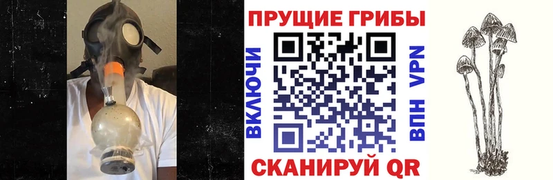 Галлюциногенные грибы Psilocybe  Чайковский 